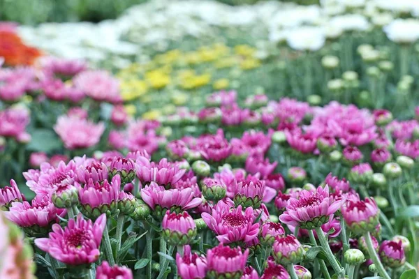 熱帯の菊の花 — ストック写真