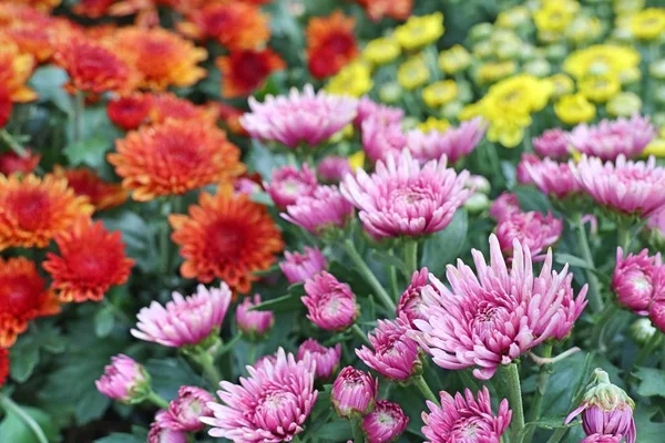 Flor Crisantemo Tropical — Foto de Stock