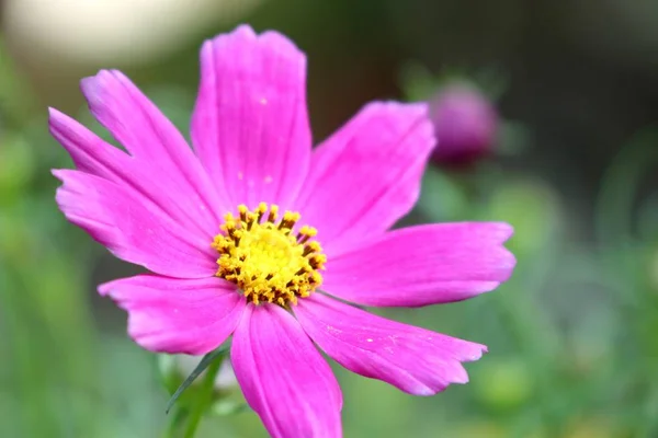 Cosmos Tropische Bloem — Stockfoto