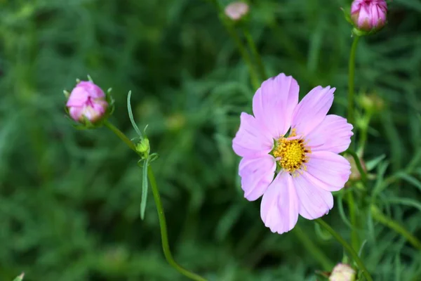 Cosmos Flower Tropical — Stock Photo, Image