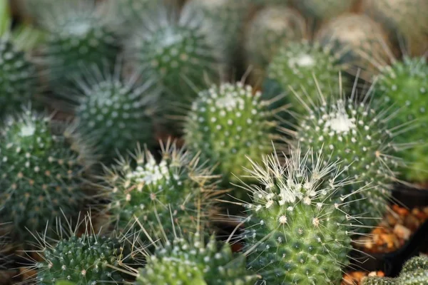 Beautiful Cactus Tropical — Stock Photo, Image