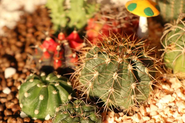 Schöner Kaktus Tropischen — Stockfoto
