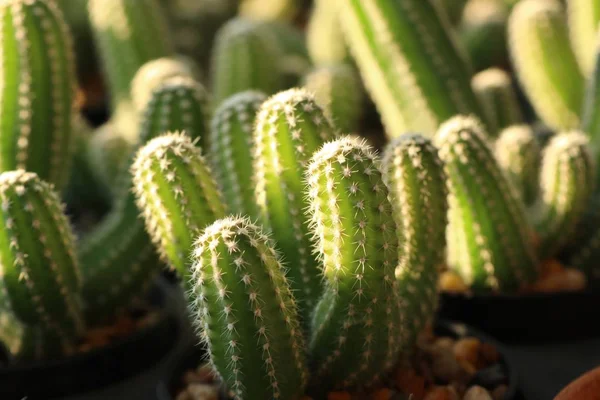 Tropikal güzel kaktüs