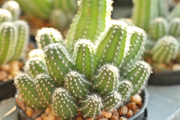 Tropikal güzel kaktüs