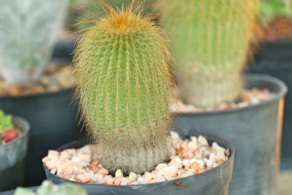 Beautiful Cactus Tropical — Stock Photo, Image