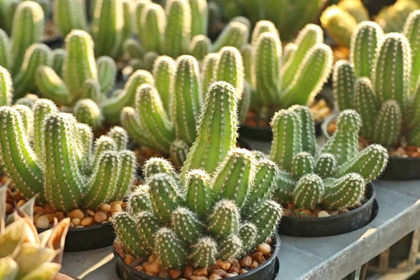 Bellissimo Cactus Tropicale — Foto Stock