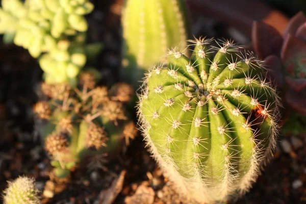 Mooie Cactus Tropische — Stockfoto