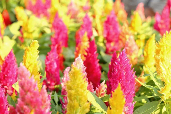 Flor Peine Gallo Tropical — Foto de Stock