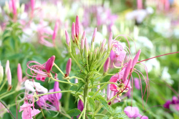 Krásné Květiny Zahradě — Stock fotografie