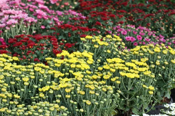 热带菊花花 — 图库照片