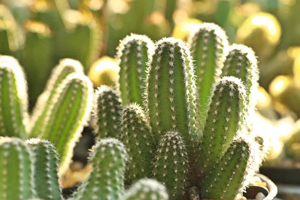 Beau Cactus Tropical Photo De Stock