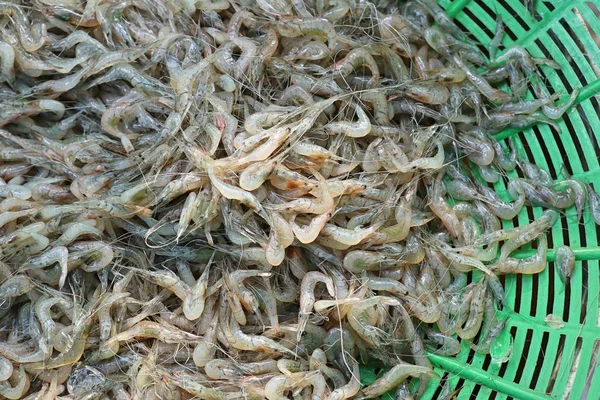 Sladkovodní Krevety Málo — Stock fotografie
