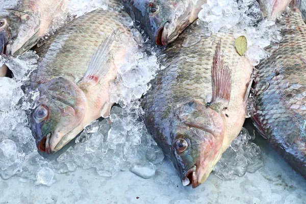 Fresh Fish Market — Stock Photo, Image