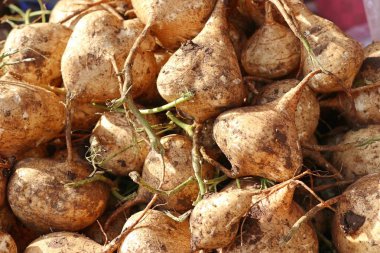 sokak gıda Meksika yam