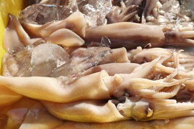 pazarda taze kalamar