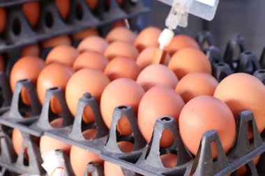 kahverengi yumurta içinde belgili tanımlık çarşı