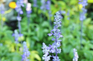 tropikal ada çayı çiçek