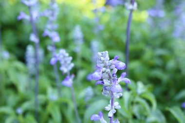 tropikal ada çayı çiçek