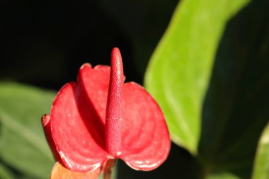 Doğada Flamingo çiçeği