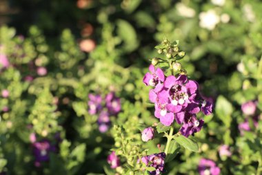 tropikal çiçeklenir unut beni