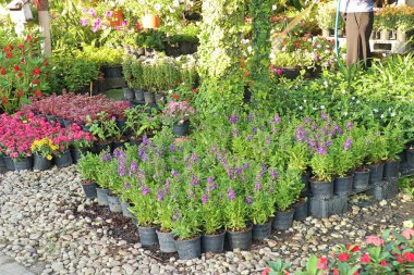 Shop for garden plants clipart