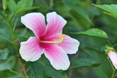 tropikal Hibiscus çiçek