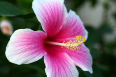 tropikal Hibiscus çiçek