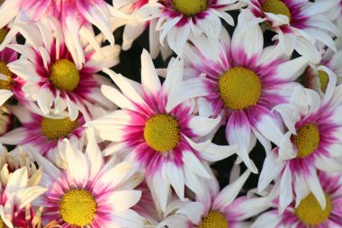 Tropikal kasımpatı çiçeği