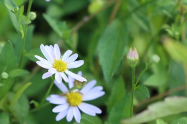 Tropikal Diasy çiçek