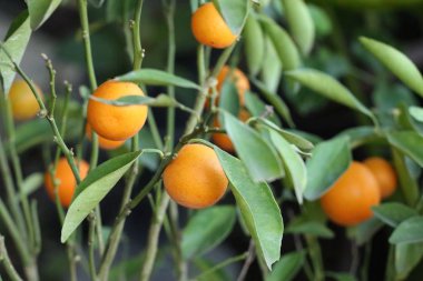 bahçede portakal ağacı