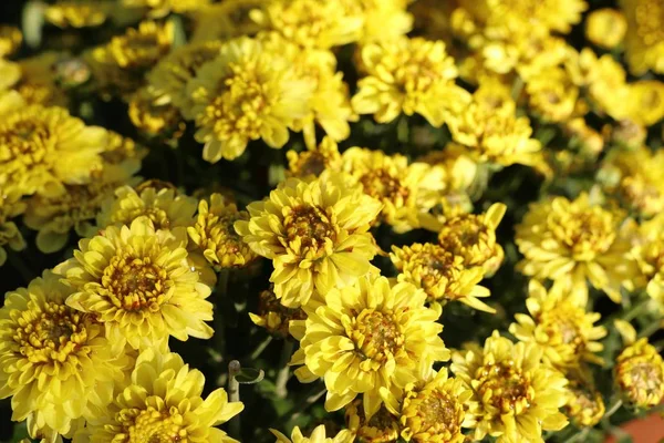 Krysantemum Blomma Tropical — Stockfoto