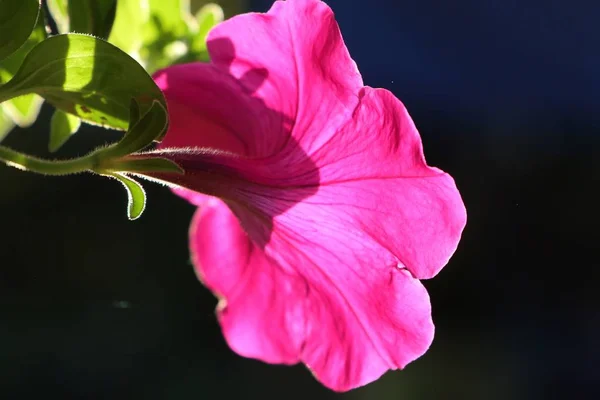 Petunienblüten Tropischen Farben — Stockfoto