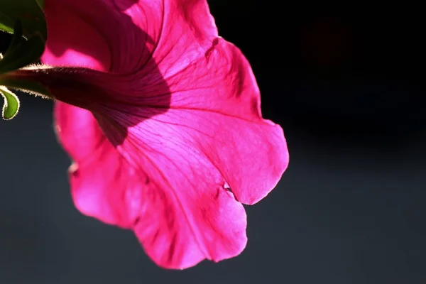 Petunia Blommor Tropiska — Stockfoto