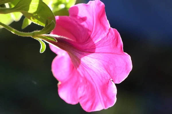 Petúnia Flores Tropical — Fotografia de Stock