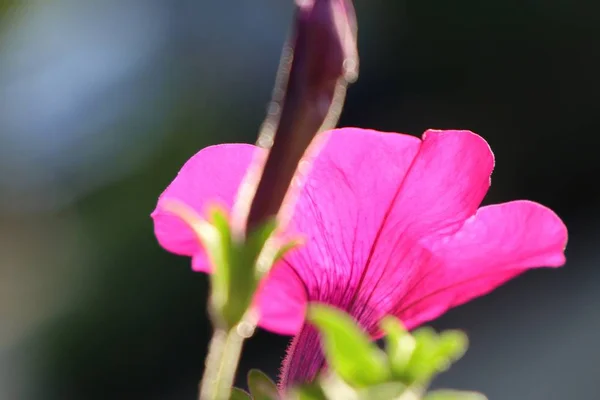 Petunia Kwiaty Tropikalnych — Zdjęcie stockowe