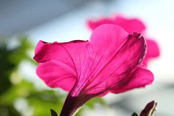 Petunia Flores Tropical —  Fotos de Stock