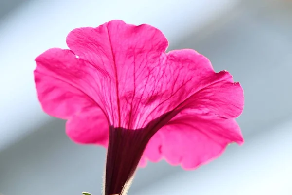 Petunia Flores Tropical — Foto de Stock