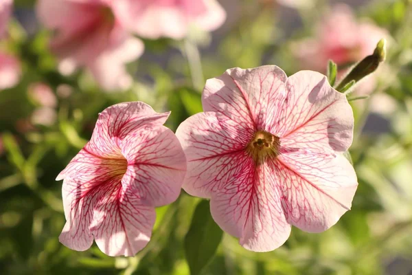 Petunia Kwiaty Tropikalnych — Zdjęcie stockowe