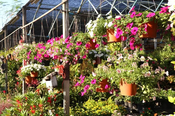 Dükkanını satmak Petunya çiçek Bahçe için