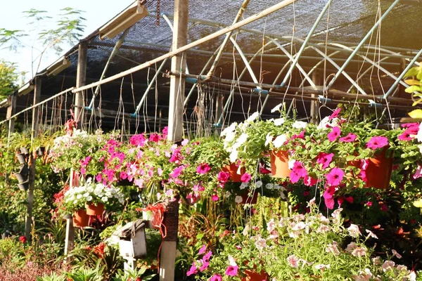 店の庭のペチュニアの花 — ストック写真