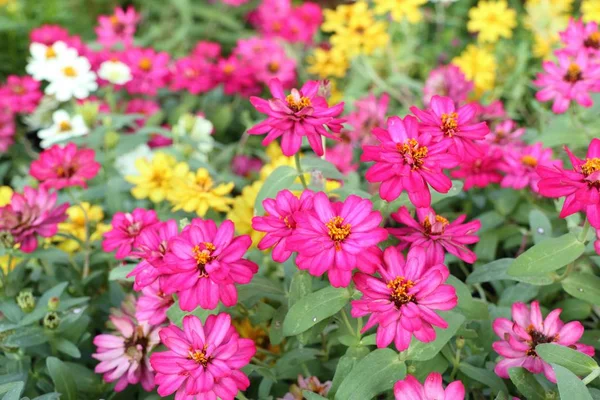 花园里美丽的花朵 — 图库照片