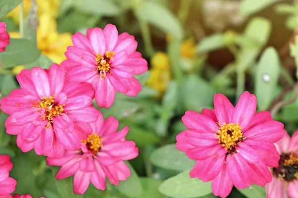 Bahçedeki Güzel Çiçekler — Stok fotoğraf