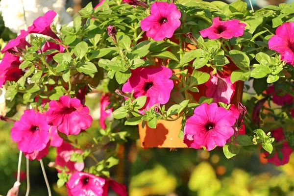 Petunienblüten Tropischen Farben — Stockfoto