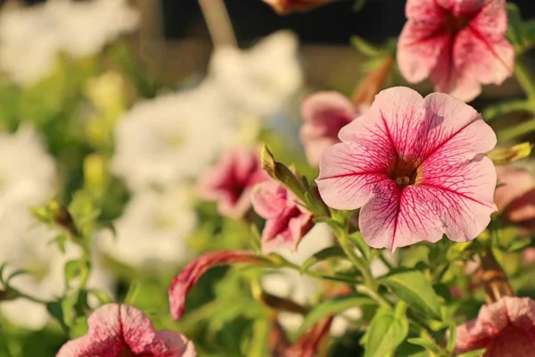 Petunia Kwiaty Tropikalnych — Zdjęcie stockowe