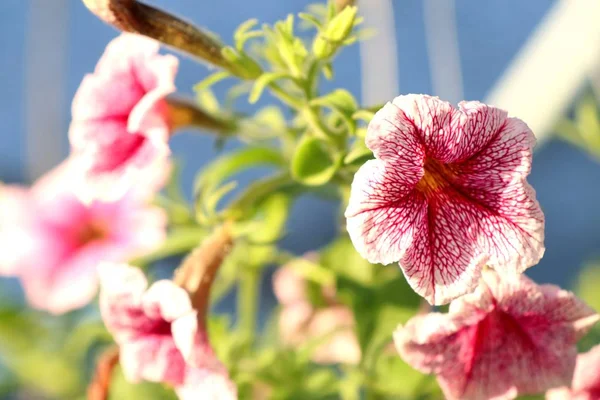 Petunia Цветы Тропиках — стоковое фото