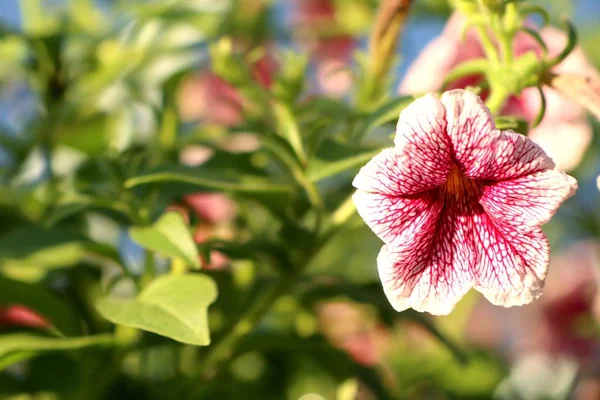 Petunia Цветы Тропиках — стоковое фото