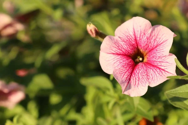 Fiori Petunia Tropicale — Foto Stock