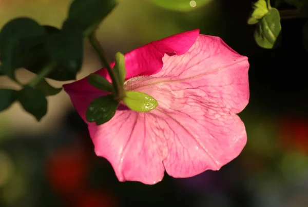 Petunia Kwiaty Tropikalnych — Zdjęcie stockowe