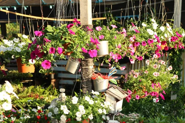Shop Sell Petunia Flowers Garden — Stock Photo, Image