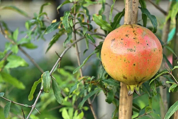 Pomegranate Fruit Tropical — Stock Photo, Image